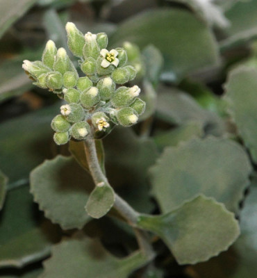 Kalanchoe_millotii_2013-01-25bweb.jpg
