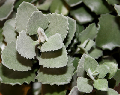 Kalanchoe_millotii_2013-01-25cweb.jpg