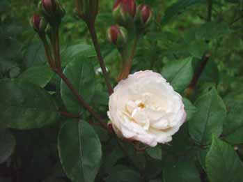 Jeanne_Drivon_Blute_und_Knospen_05_Kopie.jpg