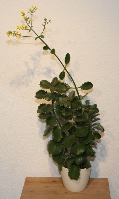 Kalanchoe_sexangularis_2013-01-25aweb.jpg