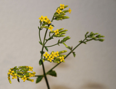 Kalanchoe_sexangularis_2013-01-25bweb.jpg