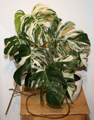 Monstera_deliciosa_variegata_2013-01-25aweb.jpg