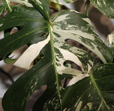 Monstera_deliciosa_variegata_2013-01-25bweb.jpg