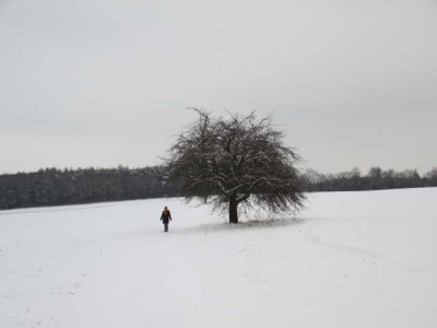 Gravensteiner_alt_27.01.13.JPG