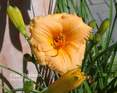 Imgp0536PixiPar.jpg