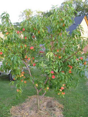 K640_K800_IMG_2454.JPG