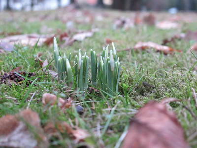 nivalis_30.1.13_ue.jpg