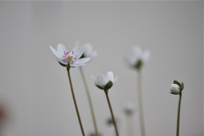Indoor_Spring.jpg