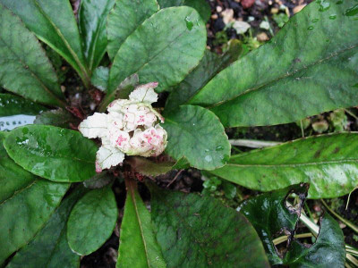 Chrysosplenium_macrophyllum_.._30.1.13._022.jpg