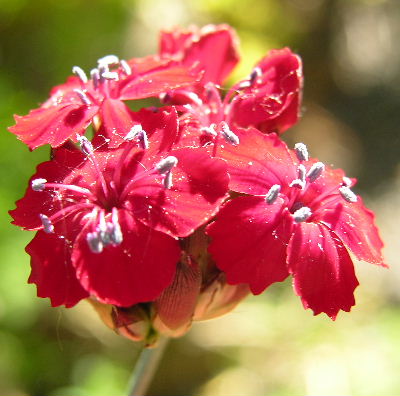 D._ferrugineus.JPG
