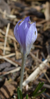 Krokus_13__0059.jpg