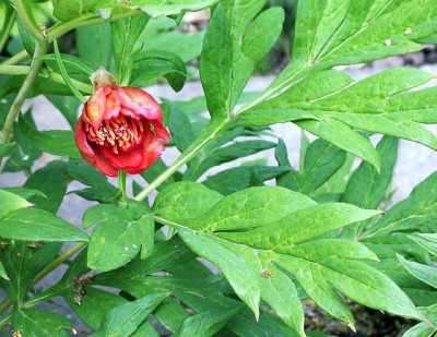 P._lutea002.jpg