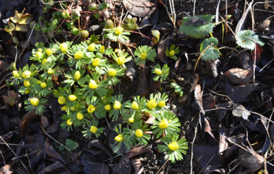 Winterlinge_13__0008.jpg