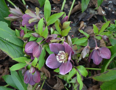 H_hellrand_13__0061.jpg