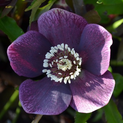 H_Bluete_13__0016.jpg