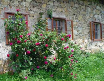 Rose_bei_Berni.jpg