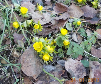 winterlinge_2013.jpg