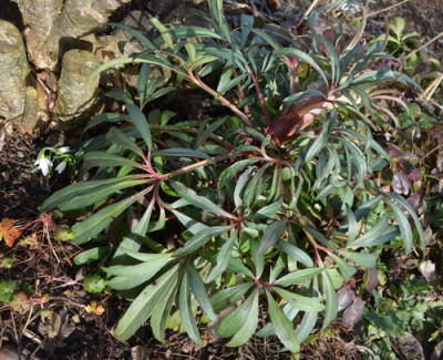 Galanthus__Helleborus_13__0057.jpg