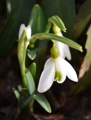 G_atkinsii_12__0055.jpg
