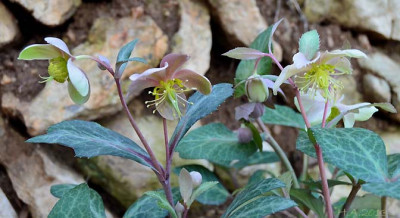 Helleborus_lividus_kl_13-01-29.jpg