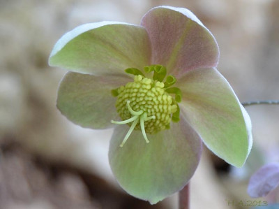 Helleborus_lividus_kl2_13-01-29.jpg