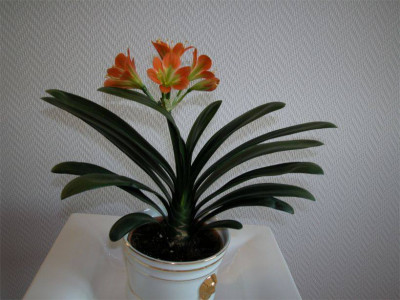 3._Clivie_-_klein_10.1.2009.jpg