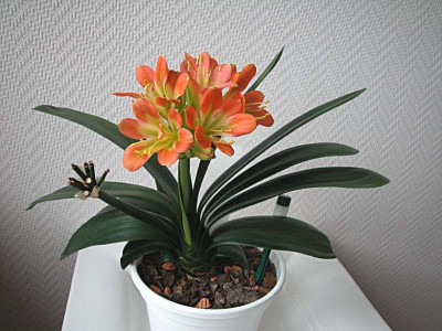 5._Clivie_-_klein_14.11.2010.jpg