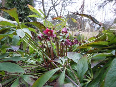 erste_Regungen_02.02.13_006.JPG