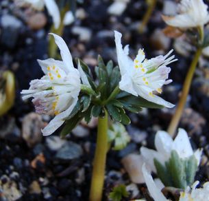 Eranthis_stellata-_North_Korea.JPG