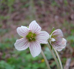 Oxalis_sp._Nordkorea.JPG