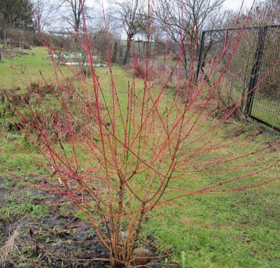 Midwinter_Fire_120202.jpg