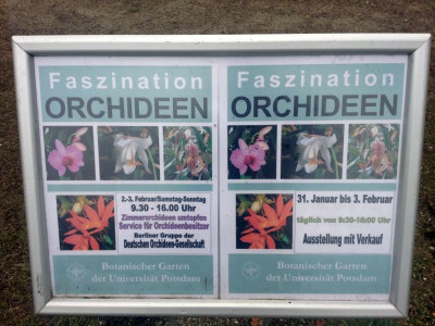 orchideen_boga-potsdam_zg.jpg