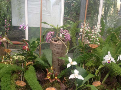 orchideen_boga-potsdam_zg1.jpg