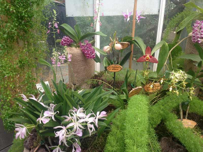 orchideen_boga-potsdam_zg2.jpg