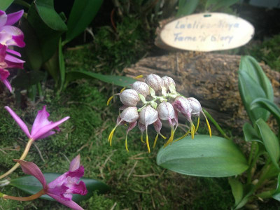 orchideen_boga-potsdam_zg3.jpg