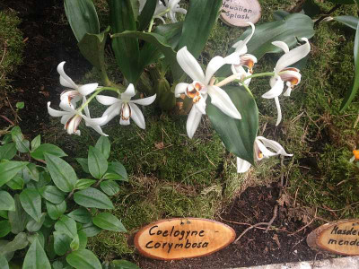 orchideen_boga-potsdam_zg4.jpg