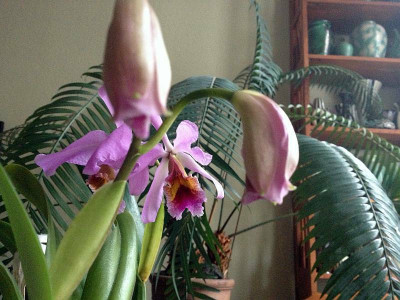 orchideen_boga-potsdam_cattl-percivaliana_zg.jpg