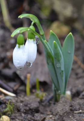 Galanthus_13__0005.jpg