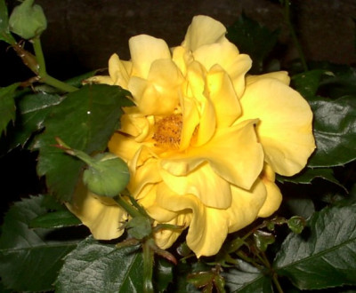 Garten19.06.05_014.jpg