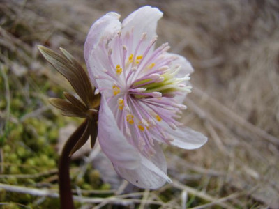 Eranthis_sibirica_54.JPG