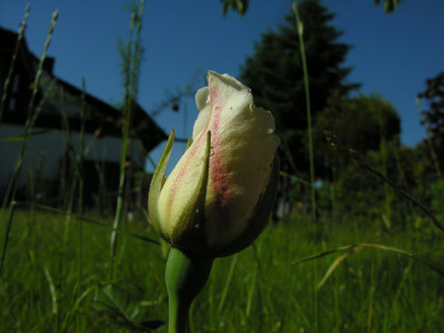 Wundertuete-weiss-2.jpg