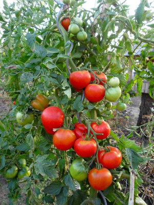 K800_Rote_Ingerltomate__09_20.JPG
