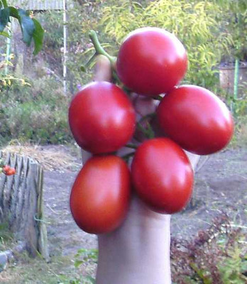 K640_Rote_sibirische_Eieretomate__12_32.JPG