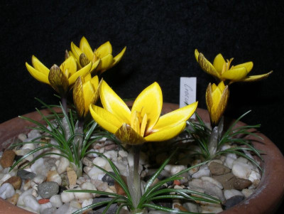 comp_Crocus_korolkowii_04.02.2013.jpg
