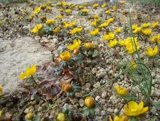 Eranthis_longistipitata_Turkmenistan.JPG