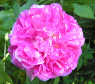 Rosa_bohemica.jpg