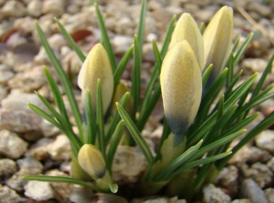 Crocus_michelsonii.JPG