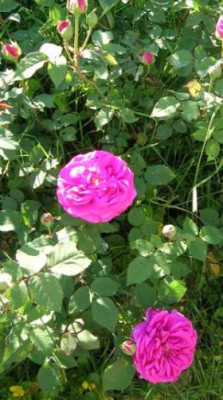 Rose__..._Putz-L..jpg