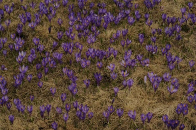 Crocus_pelistericus_3.jpg