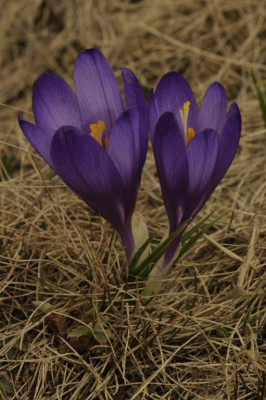 Crocus_pelistericus_4.jpg